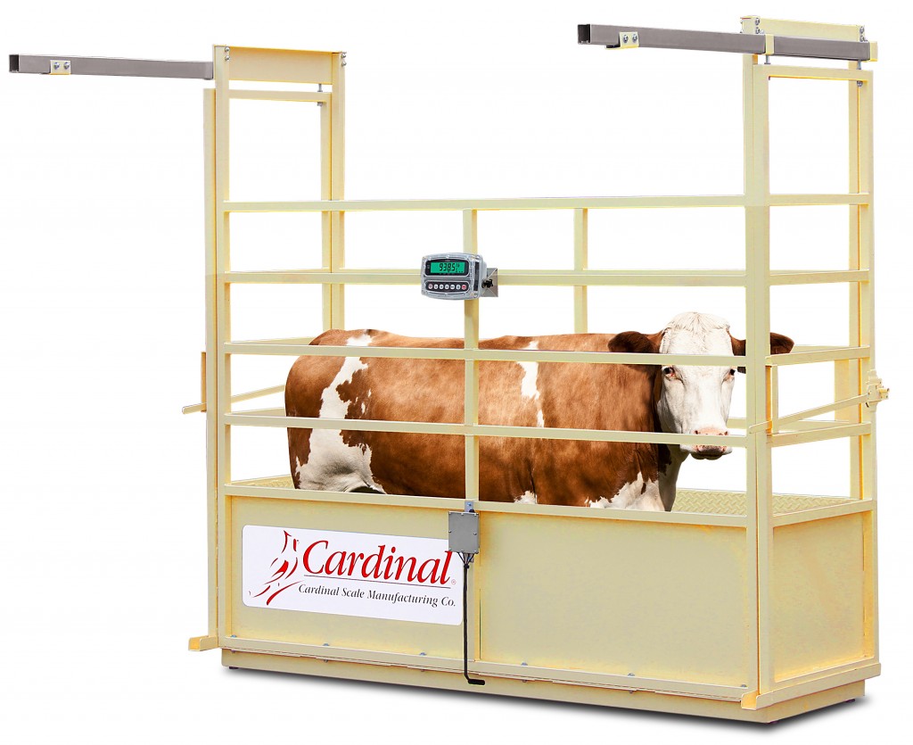 Cardinal Scale's New Single Animal Livestock Scales Accurate to ½ LB