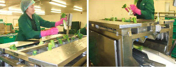 UK leek packers choose Aja fixed weight retail pack weighing solutions