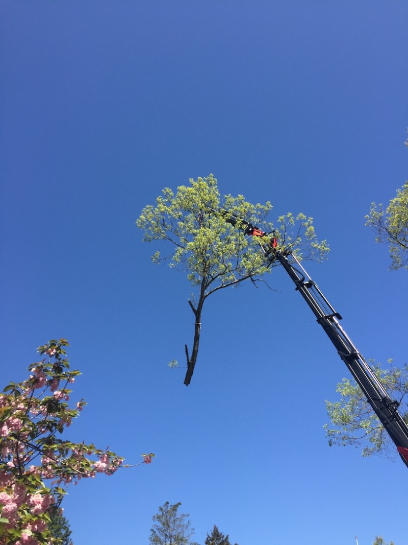 Straightpoint Load Cell in Tree Felling Application