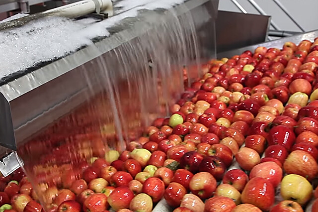 Stacking the Deck in Favor of Efficiency: Western Scale’s Answer for Apple Processing