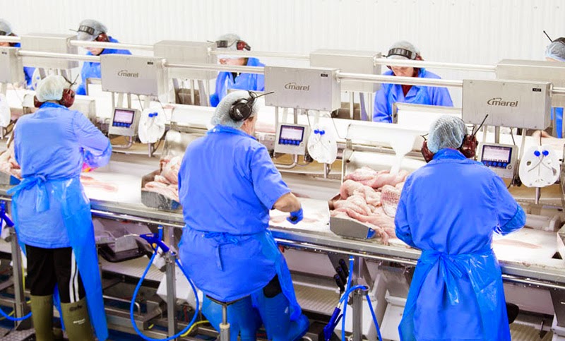 Marel’s Precision Weighing & Grading at Seafood Processor Godthaab í Nöf